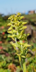 Platanthera tipuloides behringiana