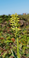 Platanthera tipuloides behringiana