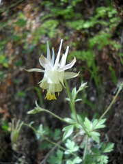 Aquilegia micrantha