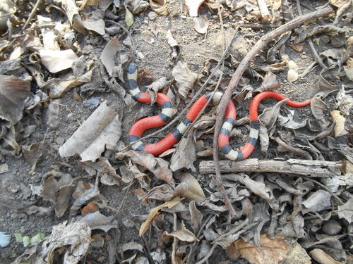 Michoacán Ground Snake