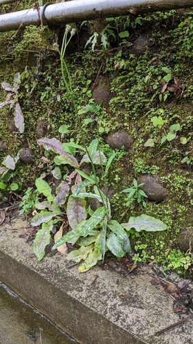Foto de Serralha