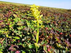 Platanthera tipuloides behringiana