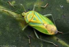 Urolabida