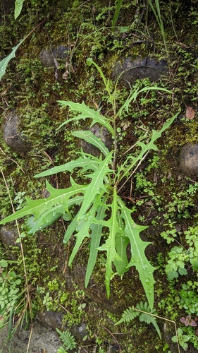Image of Lactuca indica by (c) 許文俊, some rights reserved (CC BY-SA)