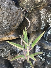Kalanchoe daigremontiana