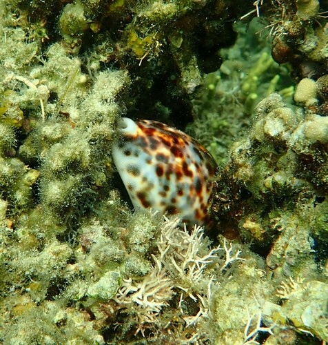 Cypraea observed 2024-10-22