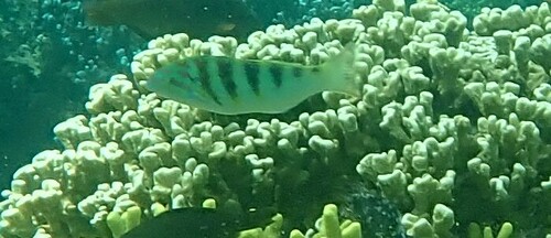 Thalassoma hardwicke observed 2024-10-22