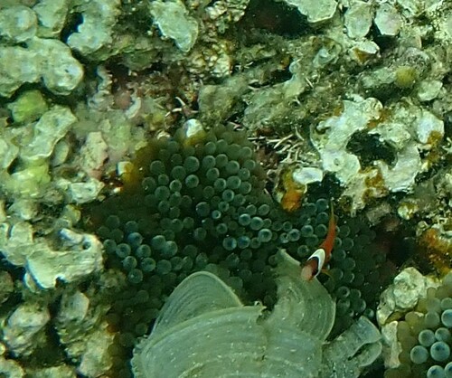 Amphiprion barberi observed 2024-10-22