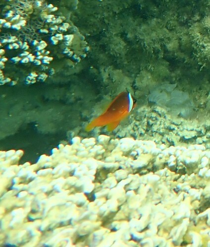 Amphiprion barberi observed 2024-10-22