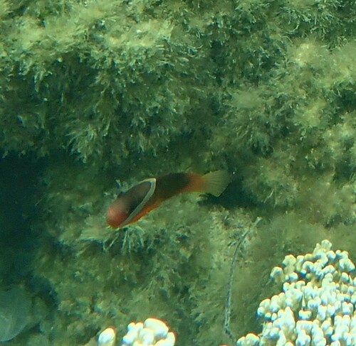 Amphiprion barberi observed 2024-10-22