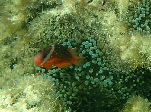 Amphiprion barberi observed 2024-10-22