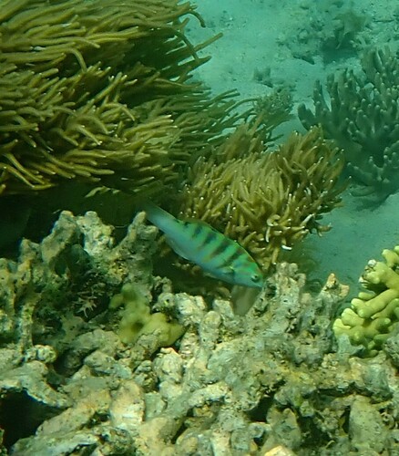 Thalassoma hardwicke observed 2024-10-22