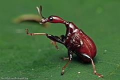 Paracycnotrachelus