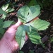 Long-styled Black Snakeroot - Photo (c) Derek Ziomber, some rights reserved (CC BY-NC-SA), uploaded by Derek Ziomber