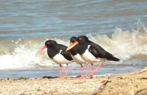 Pied Oystercatcher