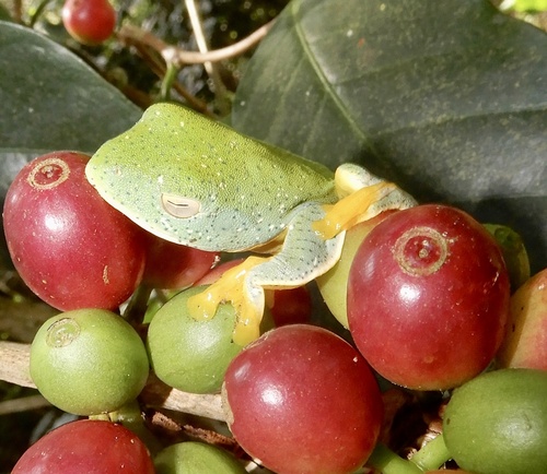 Malabar Flying Frog, Rhacophorus malabaricus