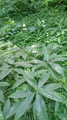 Pollia japonica