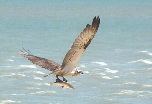 Australasian Osprey