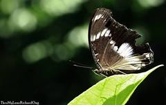 Hypolimnas bolina bolina