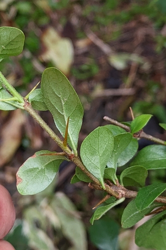 Foto de Dendê-bravo