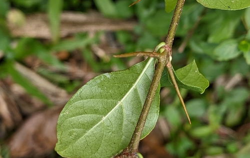Foto de Dendê-bravo