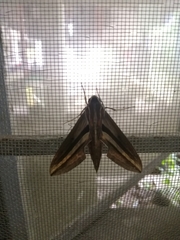 Theretra oldenlandiae