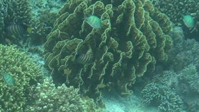 Millepora platyphylla observed 2024-07-25