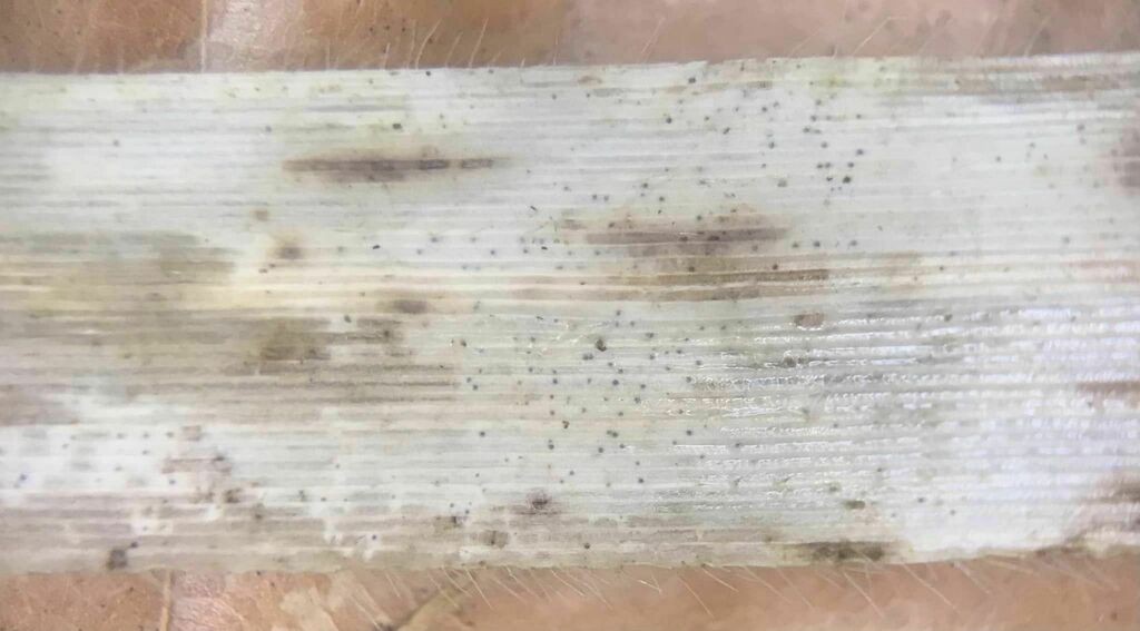 Parastagonospora
