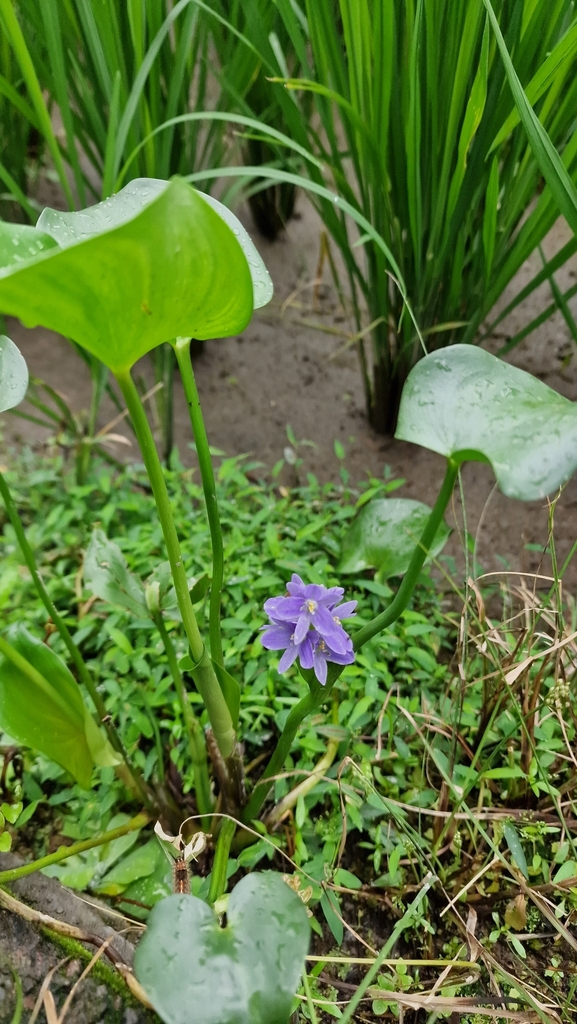 Pontederia vaginalis (Pontederia vaginalis)