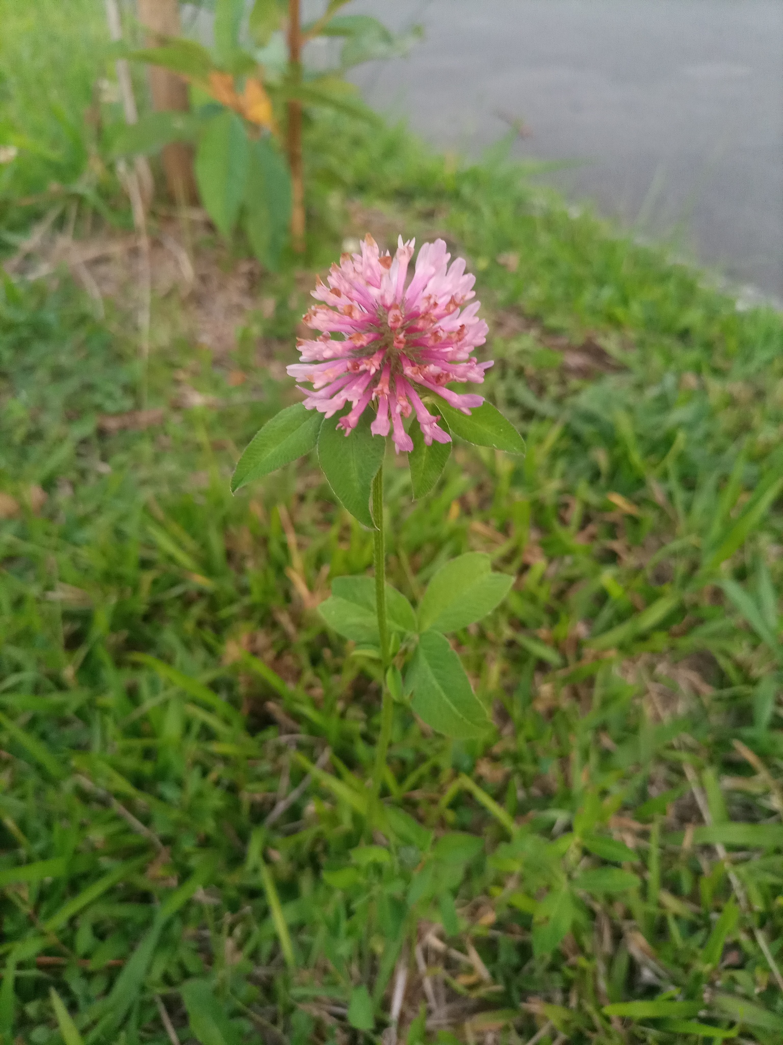 Trifolium pratense