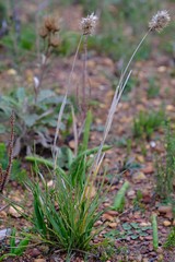 Geochloa rufa