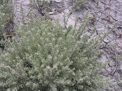 Atriplex corrugata