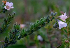Lobostemon hottentoticus