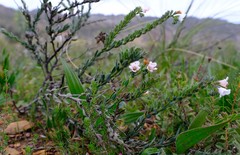 Lobostemon hottentoticus