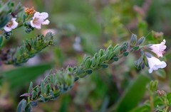 Lobostemon hottentoticus