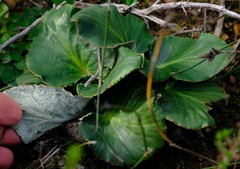 Pelargonium asarifolium