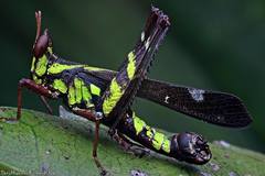 Erianthus versicolor