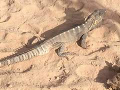 Ctenosaura macrolopha