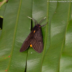 Amsactoides guangxica