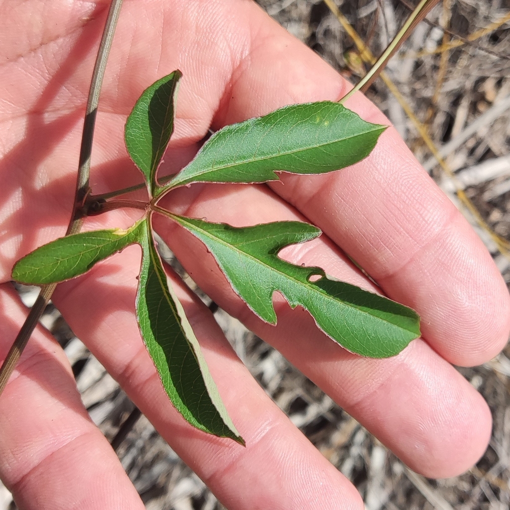 Passiflora natalensis