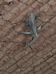 Ctenosaura macrolopha