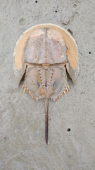 Tachypleus gigas