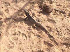 Ctenosaura macrolopha