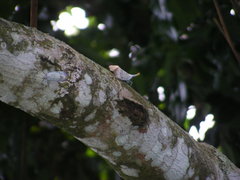 Pyrops watanabei