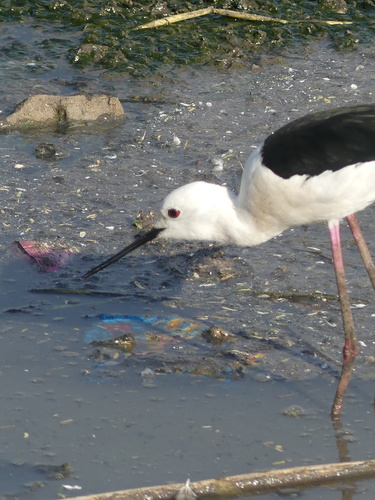 Black-winged Stilt