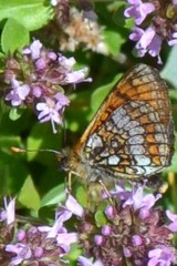 Melitaea varia
