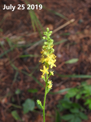 Agrimonia pilosa