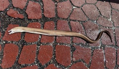 Demon Moray photo 2