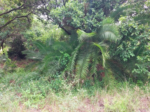 Foto de Palmeira fenix