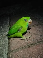 Bolbopsittacus lunulatus